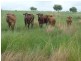 0 ROYANS ROAD, NORTH GREGORY, Childers QLD 4660