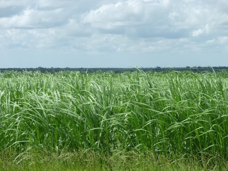 335 BOUCHARDTS ROAD, Farnsfield QLD 4660