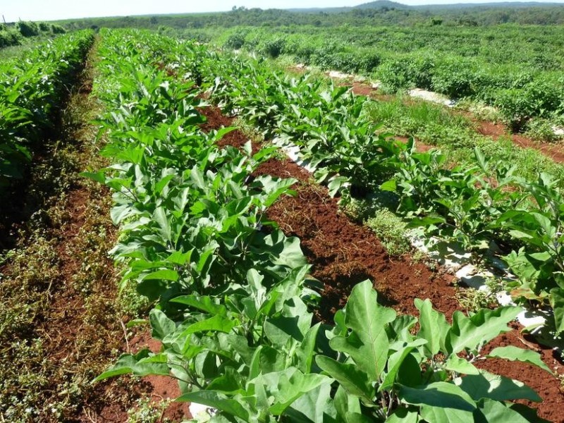 203 SOUTH ISIS ROAD, SOUTH ISIS, Childers QLD 4660