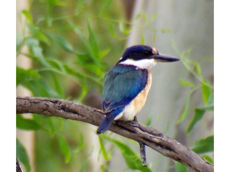 Lot 10,  SHEPHERDS ROAD, DIRNBIR, Gayndah QLD 4625