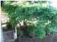 477 MT SHAMROCK ROAD, Coringa QLD 4621