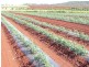 Lot 24,  GORRIES ROAD, NORTH ISIS, Childers QLD 4660