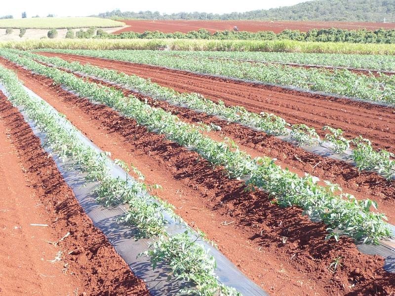 Lot 24,  GORRIES ROAD, NORTH ISIS, Childers QLD 4660