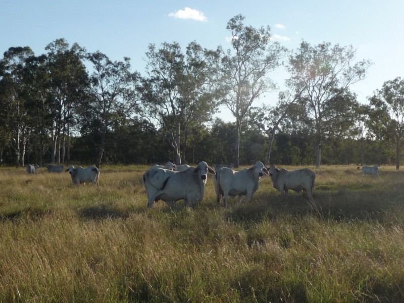 Lot Various, MT WOOWOONGA ROAD, Biggenden QLD 4621