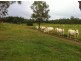 1117 Goodnight Scrub Road, Good Night QLD 4671