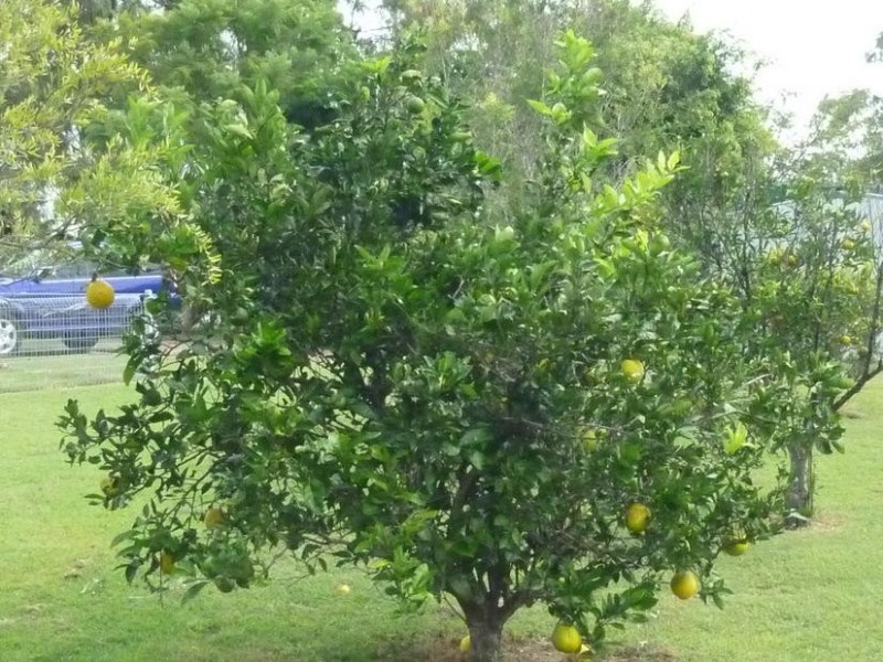 13 QUEEN STREET, Dallarnil QLD 4621