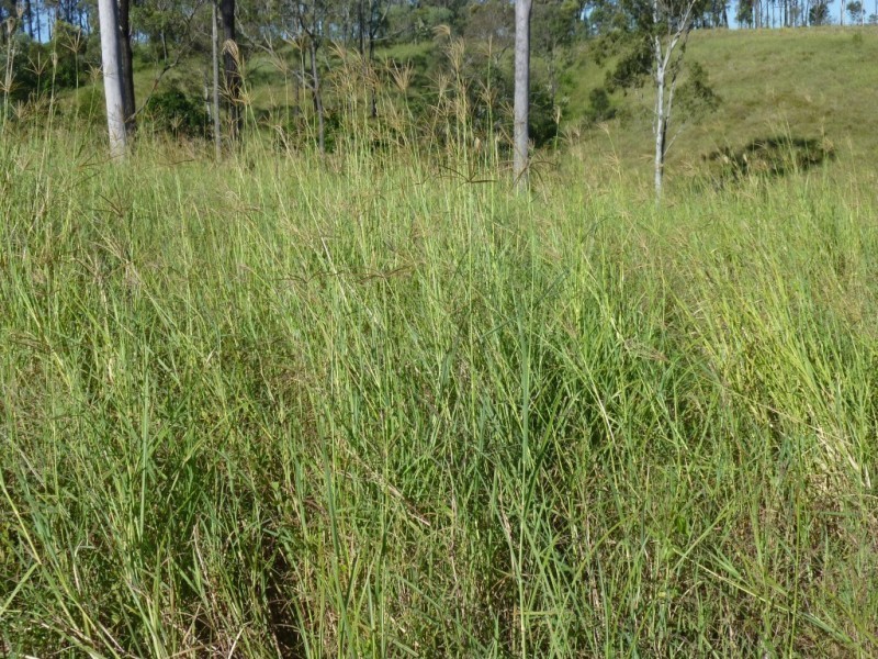 358 RAILWAY ROAD, Booyal QLD 4671