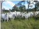 181 GUPPYS ROAD, EUREKA, Childers QLD 4660
