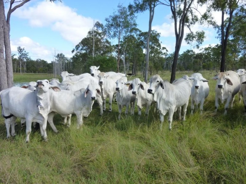 181 GUPPYS ROAD, EUREKA, Childers QLD 4660