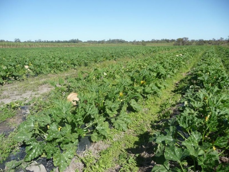 PEAGAMS ROAD, ELLIOTT RIVER, Bundaberg QLD 4670