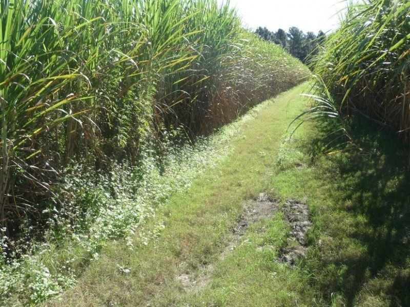 PEAGAMS ROAD, ELLIOTT RIVER, Bundaberg QLD 4670