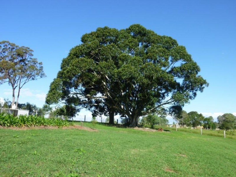 Apple Tree Creek QLD 4660