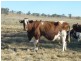 376 OLD COACH ROAD, Biggenden QLD 4621