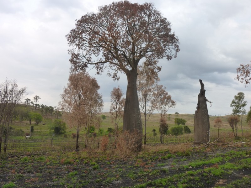 Lot 147, WILSON VALLEY ROAD, Coalstoun Lakes QLD 4621