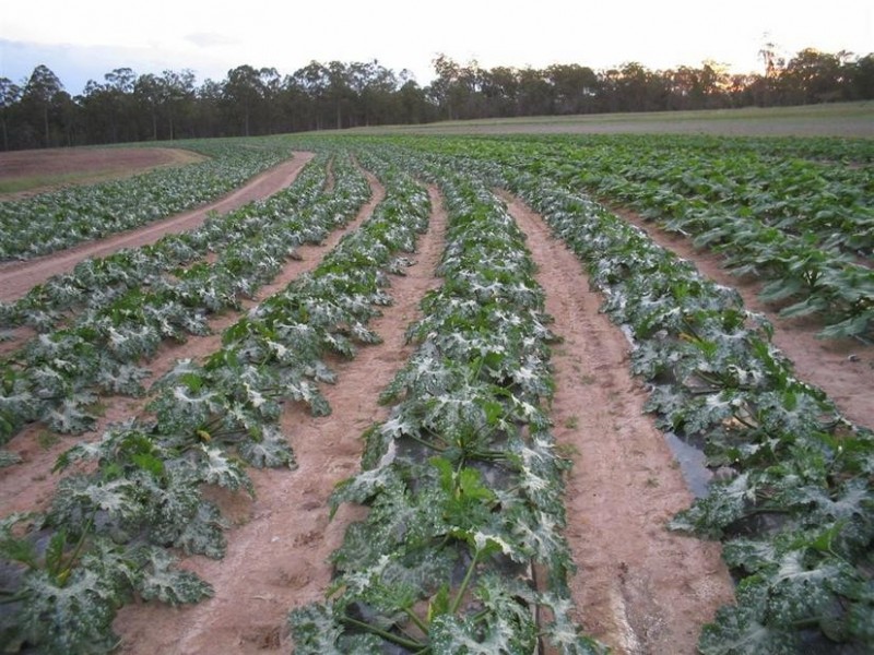 1209 DUCKINWILLA ROAD, Duckinwilla QLD 4650