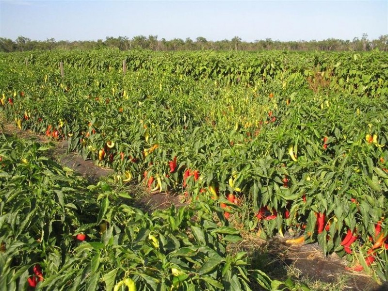 1209 DUCKINWILLA ROAD, Duckinwilla QLD 4650