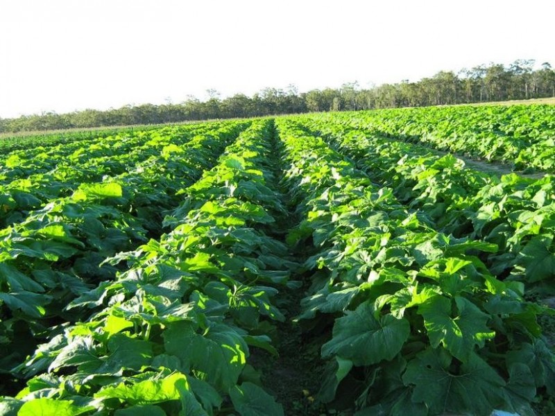 1209 DUCKINWILLA ROAD, Duckinwilla QLD 4650