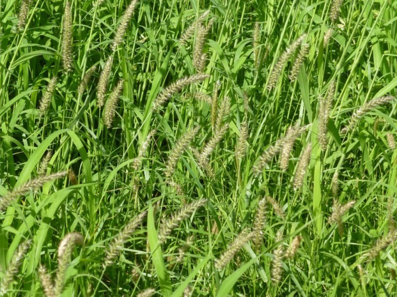 Coalstoun Lakes QLD 4621