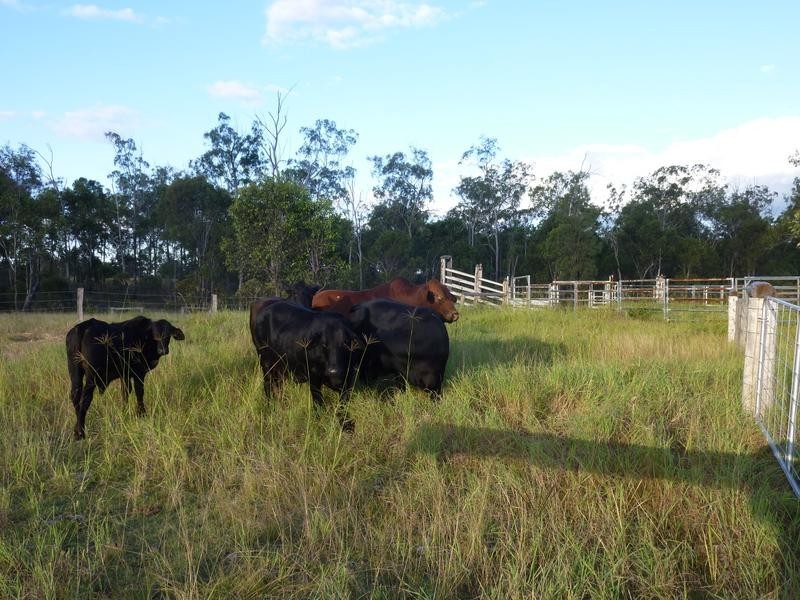 548 RINGWOOD ROAD, Booyal QLD 4671