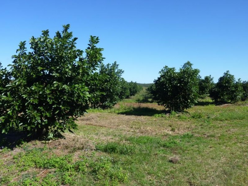 137 GORRIES ROAD, North Isis QLD 4660