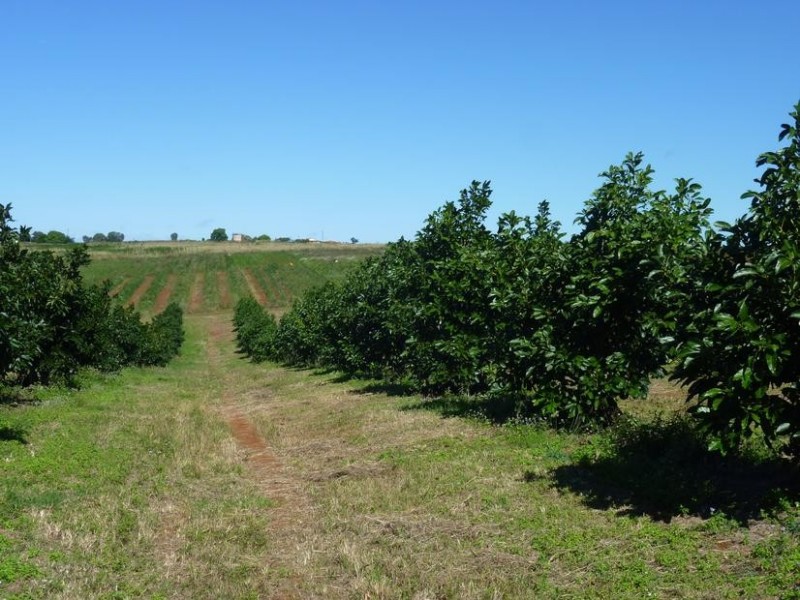 137 GORRIES ROAD, North Isis QLD 4660