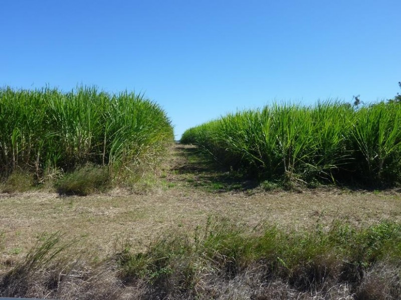 137 GORRIES ROAD, North Isis QLD 4660