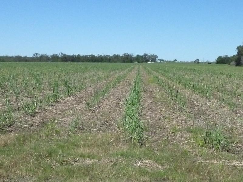 North Gregory QLD 4660