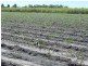 North Gregory QLD 4660