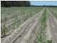 North Gregory QLD 4660