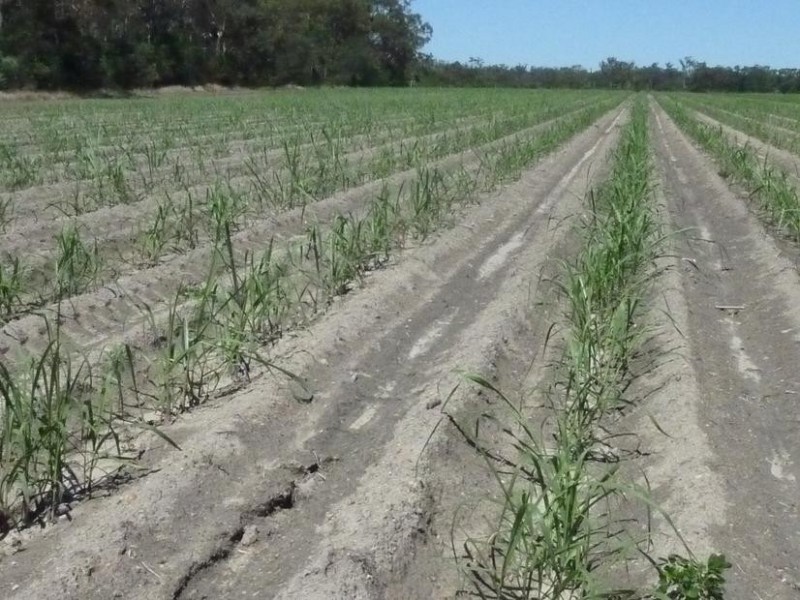 North Gregory QLD 4660
