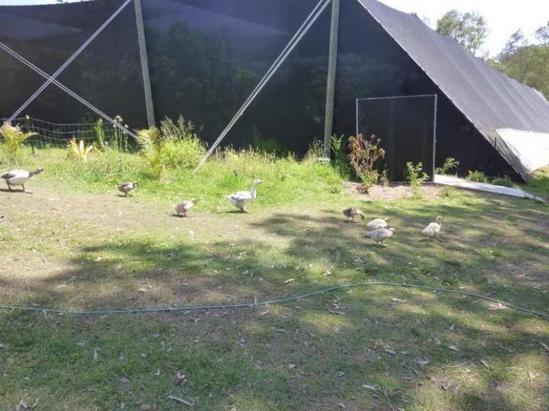 322 OLD CREEK ROAD, Apple Tree Creek QLD 4660