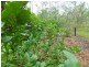 173 HODGES ROAD, Cordalba QLD 4660
