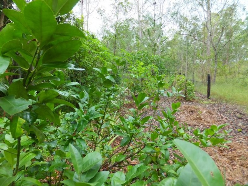 173 HODGES ROAD, Cordalba QLD 4660