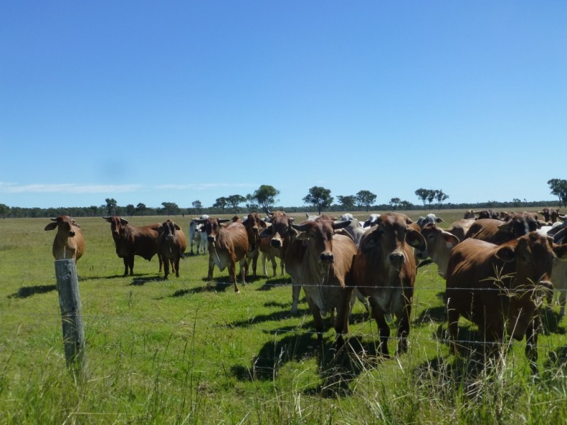 Lot 3, WOODGATE ROAD, Woodgate QLD 4660