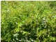 Lot 3, WOODGATE ROAD, Woodgate QLD 4660