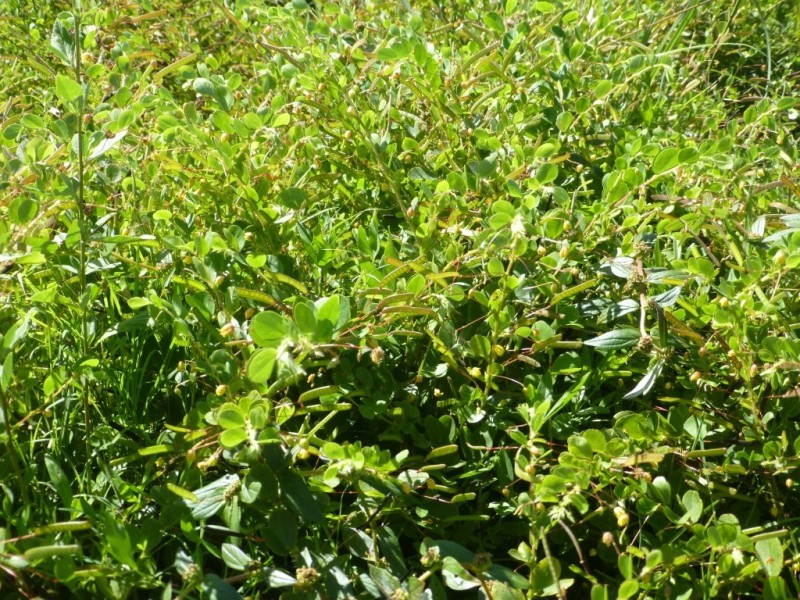 Lot 3, WOODGATE ROAD, Woodgate QLD 4660