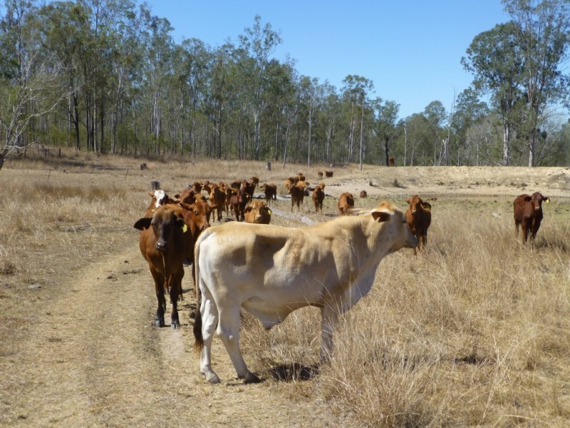 104 KINGS ROAD, Apple Tree Creek QLD 4660