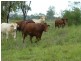 Dallarnil QLD 4621