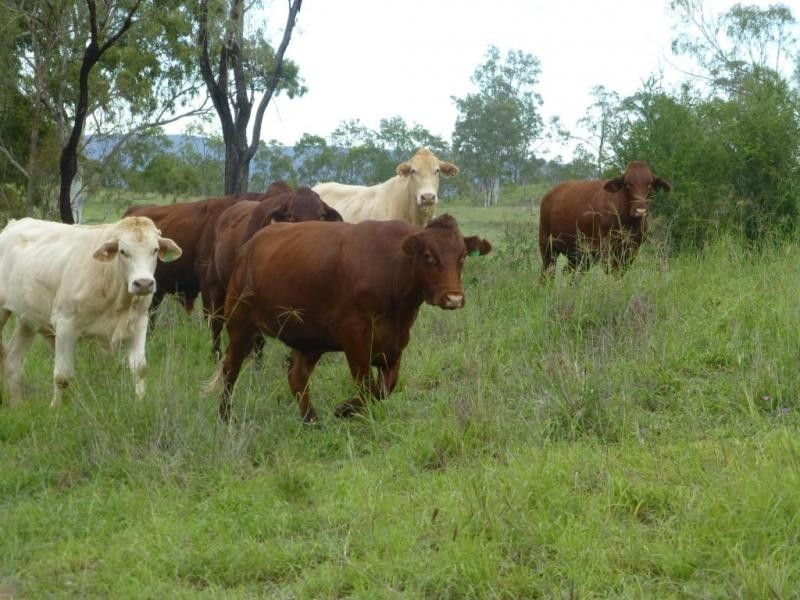 Dallarnil QLD 4621