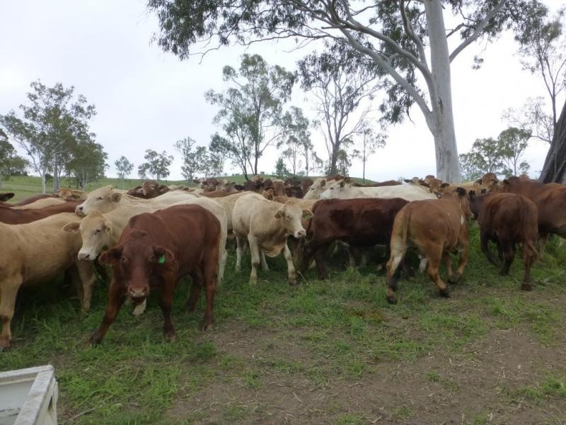 Dallarnil QLD 4621