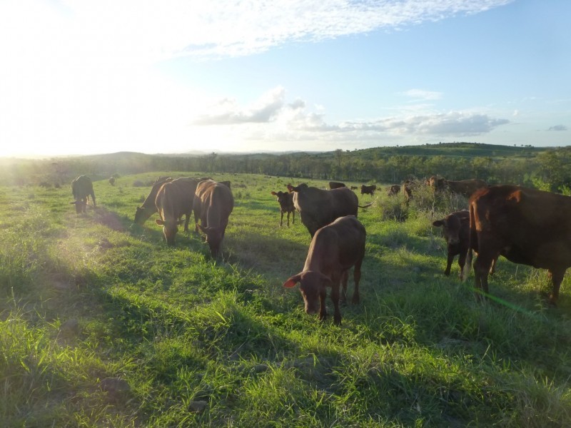 Dallarnil QLD 4621