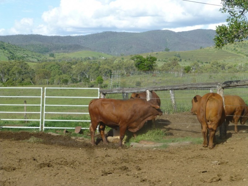 Dallarnil QLD 4621