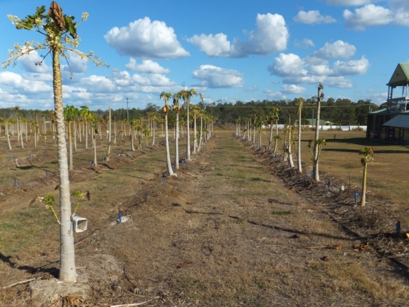 42 REDRIDGE CRESCENT, Redridge QLD 4660