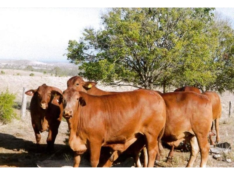 Dallarnil QLD 4621