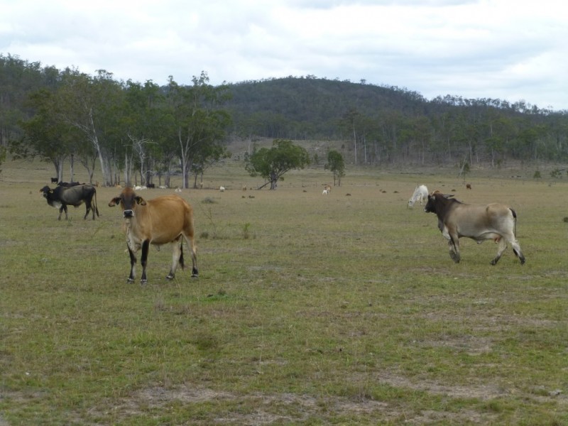 Ban Ban QLD 4625