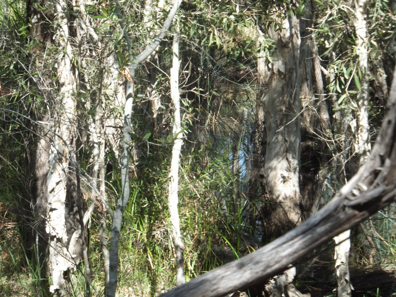 11 OAKVIEW DRIVE, Redridge QLD 4660