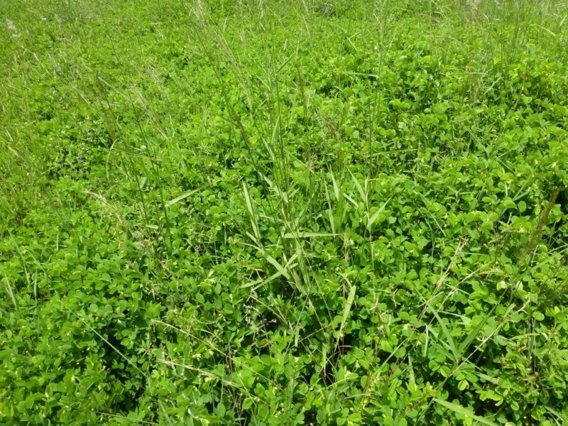 820 GOODNIIGHT SCRUB ROAD, Good Night QLD 4671