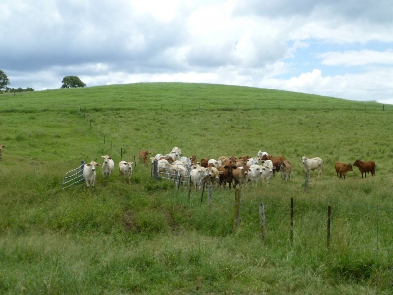 820 GOODNIIGHT SCRUB ROAD, Good Night QLD 4671