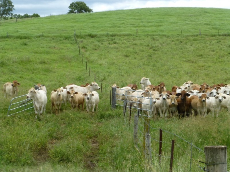 820 GOODNIIGHT SCRUB ROAD, Good Night QLD 4671