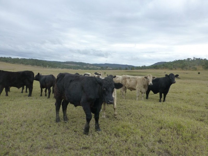 Mount Debateable QLD 4625